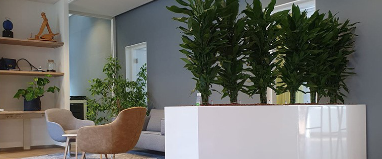 Büropflanzen Büropflanzen