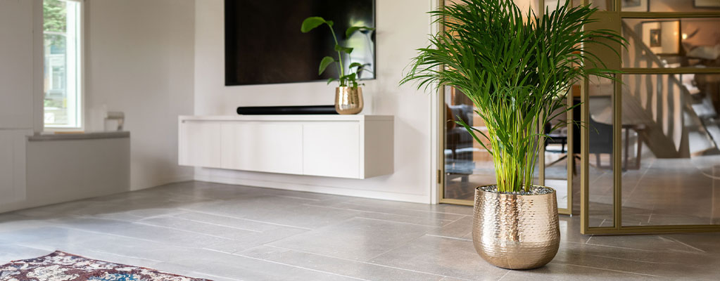 Pflanze+Topf Pflanze+Topf