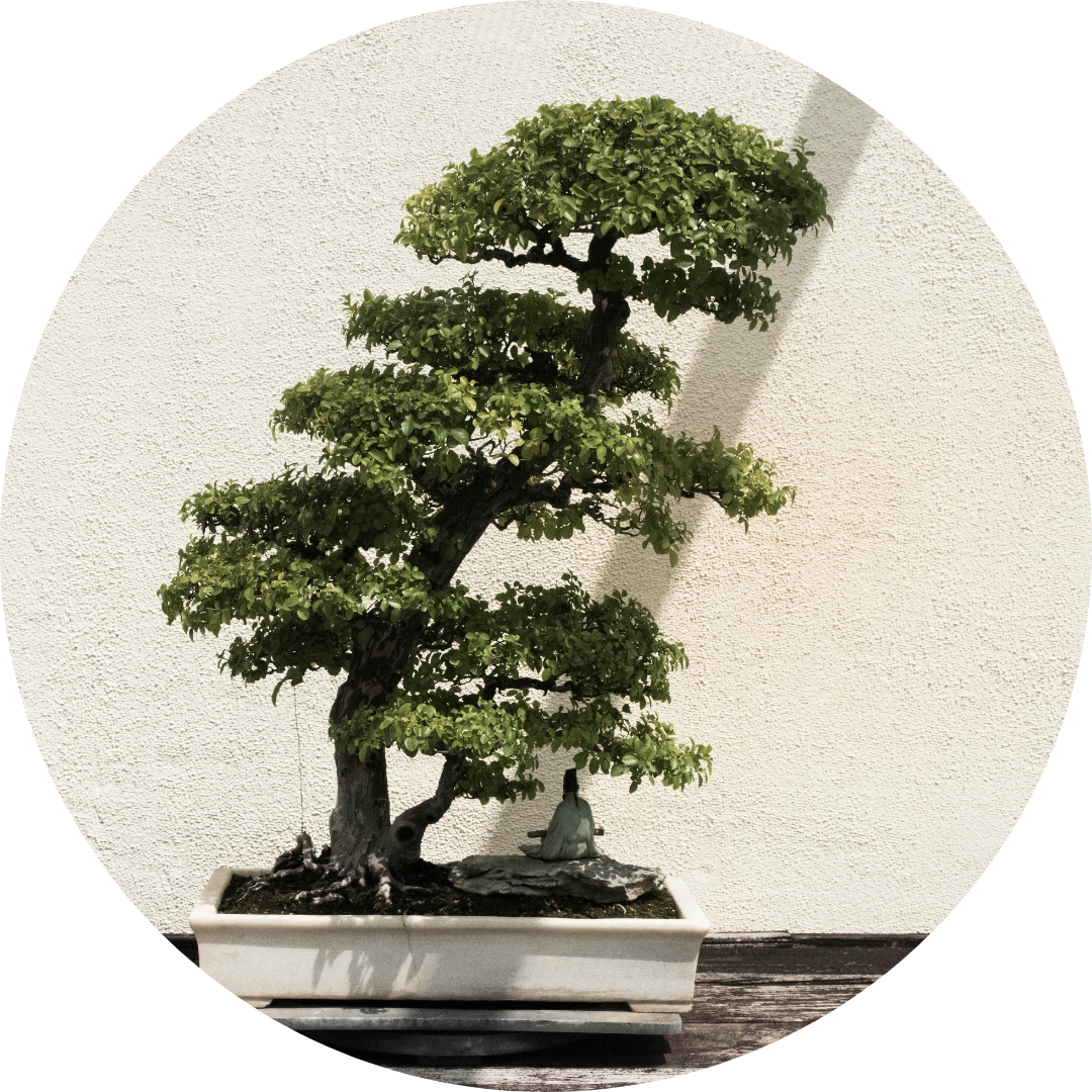 Bonsai Pflege