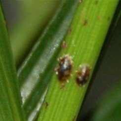 Schildläuse Schildläuse