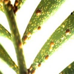 Schmierlaus Schmierlaus