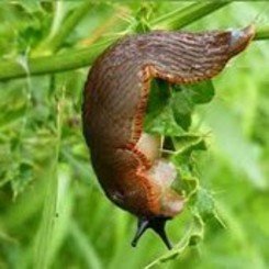 Naktschnecke Naktschnecke