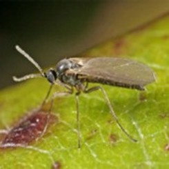 Trauermücken Trauermücken