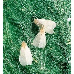 Weisse Fliege Weisse Fliege