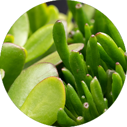 Crassula Pflege Crassula Pflege