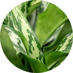 Kolbenfaden Pflege Kolbenfaden Pflege