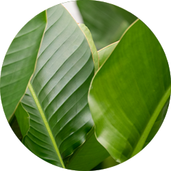 Strelitzie Pflege Strelitzie Pflege