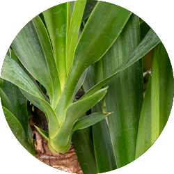 Yucca Palme Pflege Yucca Palme Pflege
