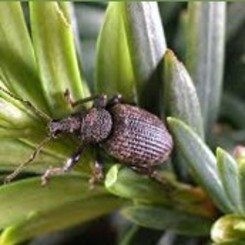 Rüsselkäfer Rüsselkäfer