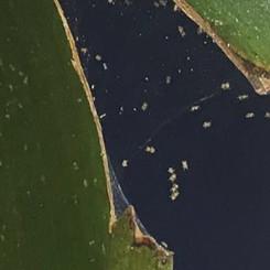 Spinnmilbe Spinnmilbe