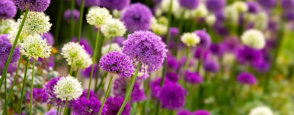 Blumenzwiebeln pflegen Blumenzwiebeln pflegen