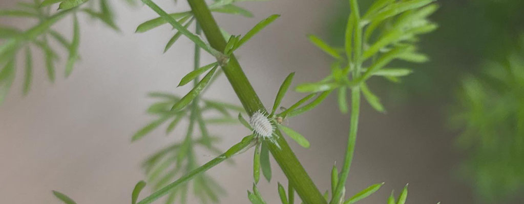 Krankheiten und Schädlinge Krankheiten und Schädlinge