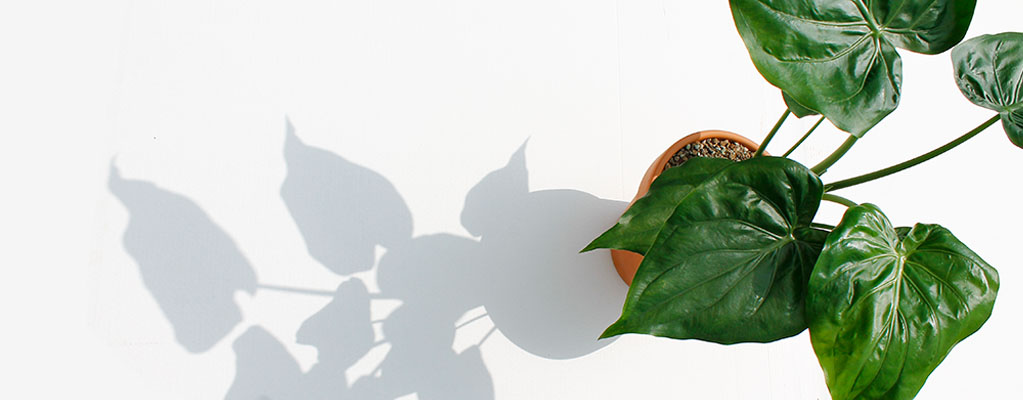 Lichtbedarf Lichtbedarf