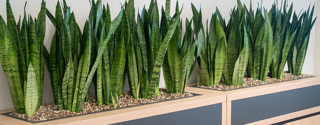 Vulkastrat Informationen Vulkastrat Informationen